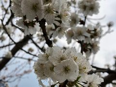 -樱桃山旅游景区