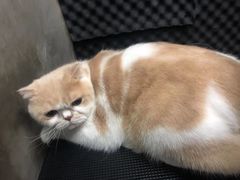 -PETKIT小佩宠物·低压洗护(国顺东路店)