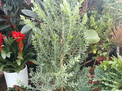 -桂林市花鸟市场