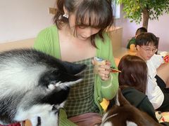 -Husky Go! 哈士奇体验馆·宠物咖啡厅狗咖