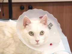 -爱派特动物医院·全科诊疗中心