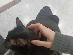 -喵园·猫主题咖啡厅·撸猫·猫咖(国贸店)