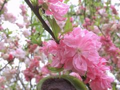 -南汇桃花村