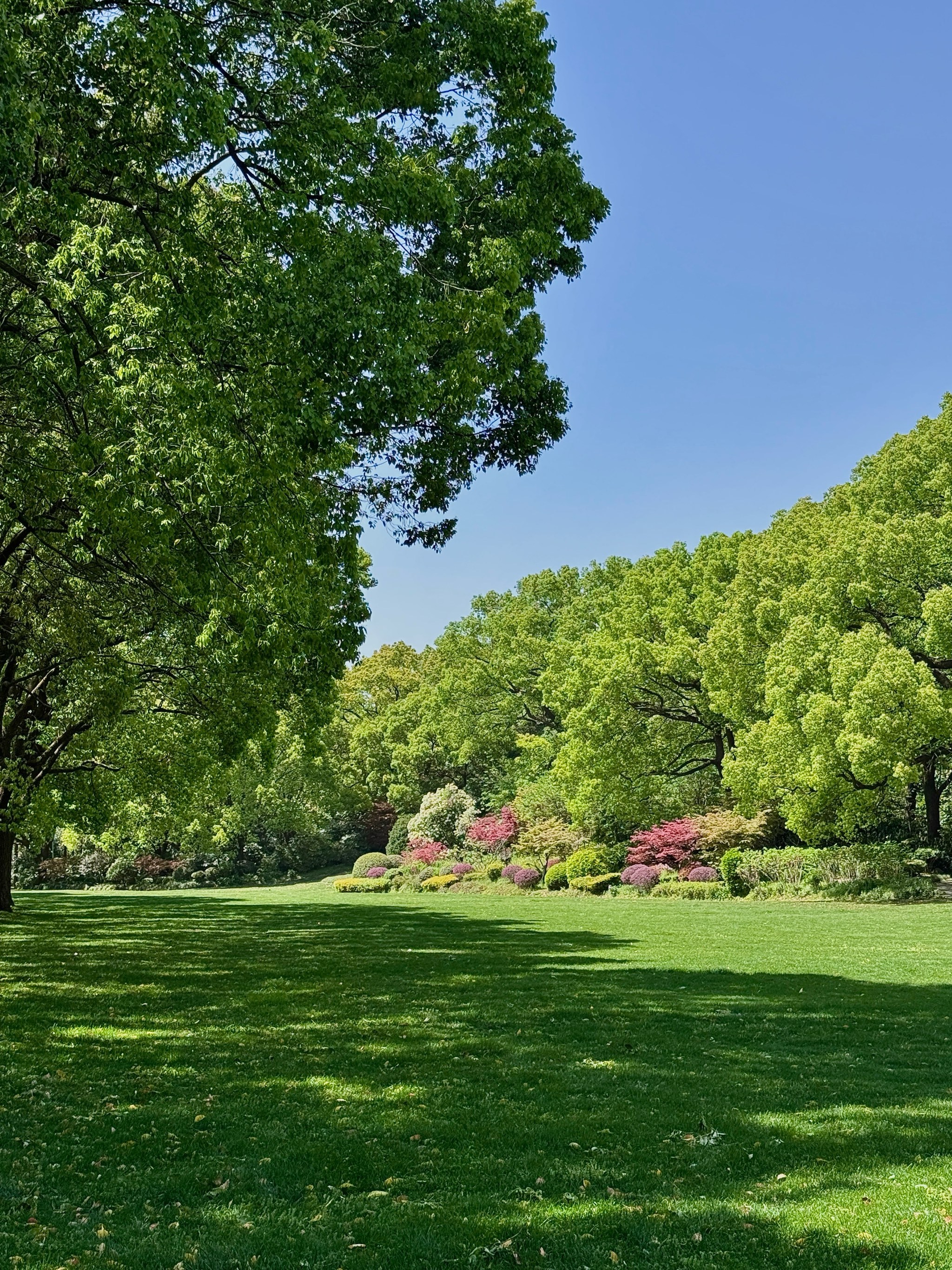 西郊宾馆的绿意盎然好治愈
