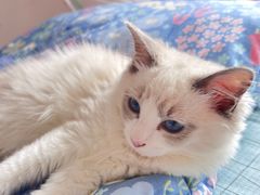 -关爱宠物医院·猫科中心·消化科(滨湖万达分院)