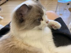 -有喵·猫咖·狗咖·30几只猫10只小狗(岗厦店)