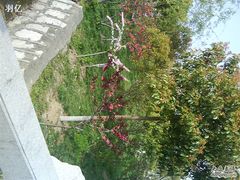-南汇桃花村