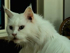 -猫小院猫主题餐厅(南锣旗舰店)