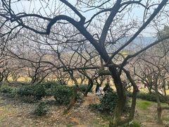 -香雪海