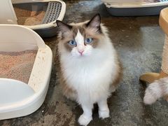 -喵屿·大理花园猫咖