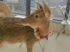 -怪兽屋·羊驼·猫咖·狗咖(俊华广场店)