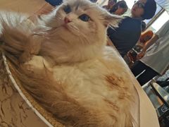 -瞄一喵猫咖(格力海岸店)