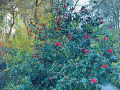 -铁山坪森林公园