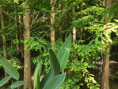 -桤木河湿地公园