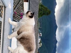 -喵屿·大理花园猫咖