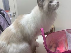 -达爱动物医院·犬猫分区·CT·复杂眼科(远洋山水分院)