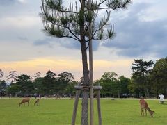 -奈良公园