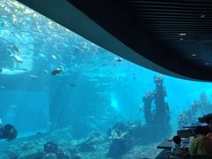-海棠湾洲际-涛·海底餐厅·美人鱼·自助餐·海底隧道