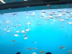 -瑞德姆美人鱼海底演艺主题餐厅(亚龙湾店)