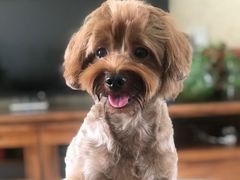 -瑞派宠物医院·犬猫全科·猫友好(宾水西道店)