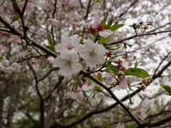 -武汉大学-樱园