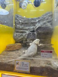 点击看大图 -神奇动物撸宠馆·羊驼·小浣熊·异宠(豫园店)