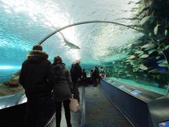 -瑞普利水族馆