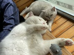 -猫的茶·猫咖