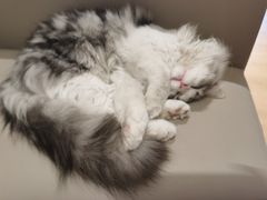 -猫腻·猫咖·撸猫馆(星光大道店)