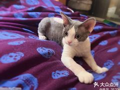 -山宅一喵德文卷毛猫舍