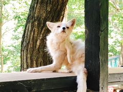 -宫城藏王狐狸村