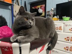 -猫大福·Fortune Cat猫舍(百子湾店)