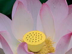 -四川大学(华西校区)