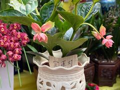 -秦美花卉(天朗·莱茵小城2期店)