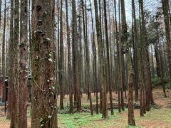 -山王坪喀斯特国家生态公园