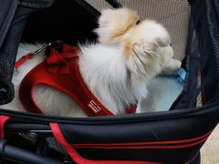 -美联众合动物医院·24h转诊中心