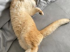 -瑞派蒂凯宠物医院·免疫点·宠保定点