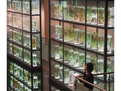 -广东中医药博物馆