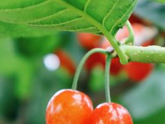 -樱桃山旅游景区