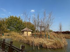 -泗洪洪泽湖湿地景区