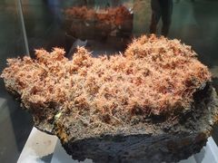 -湖南省地质博物馆