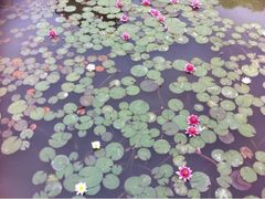 iphone_upload_pic-陈行公园