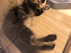 -屋虎猫馆(宝安大仟里店)
