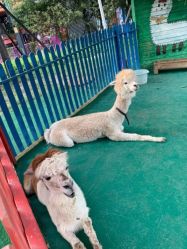 -萌宠亲子动物乐园(槐房万达店)