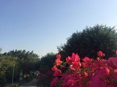 -厦门园林博览苑