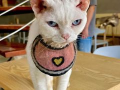 -豆逗聊愈猫阁Easy Life