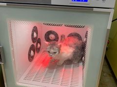 -小呆的宠物店·宠物售卖·宠物寄养(城西店)