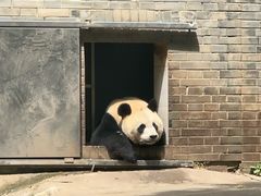 -都江堰中华大熊猫苑