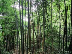 -缙云山景区