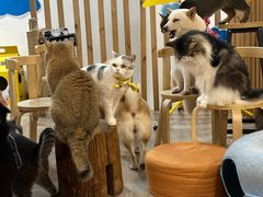 -柴迷FANS CLUB·柴犬狗咖·猫咖